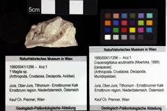 Foto (Objket + Etiketten) von Cracensigillatus acutirostris (Moericke, 1889) 